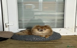 Pomeranian dogs for sale: Teddybear cuddly Retired spayed 1-2 years old  - Image 16