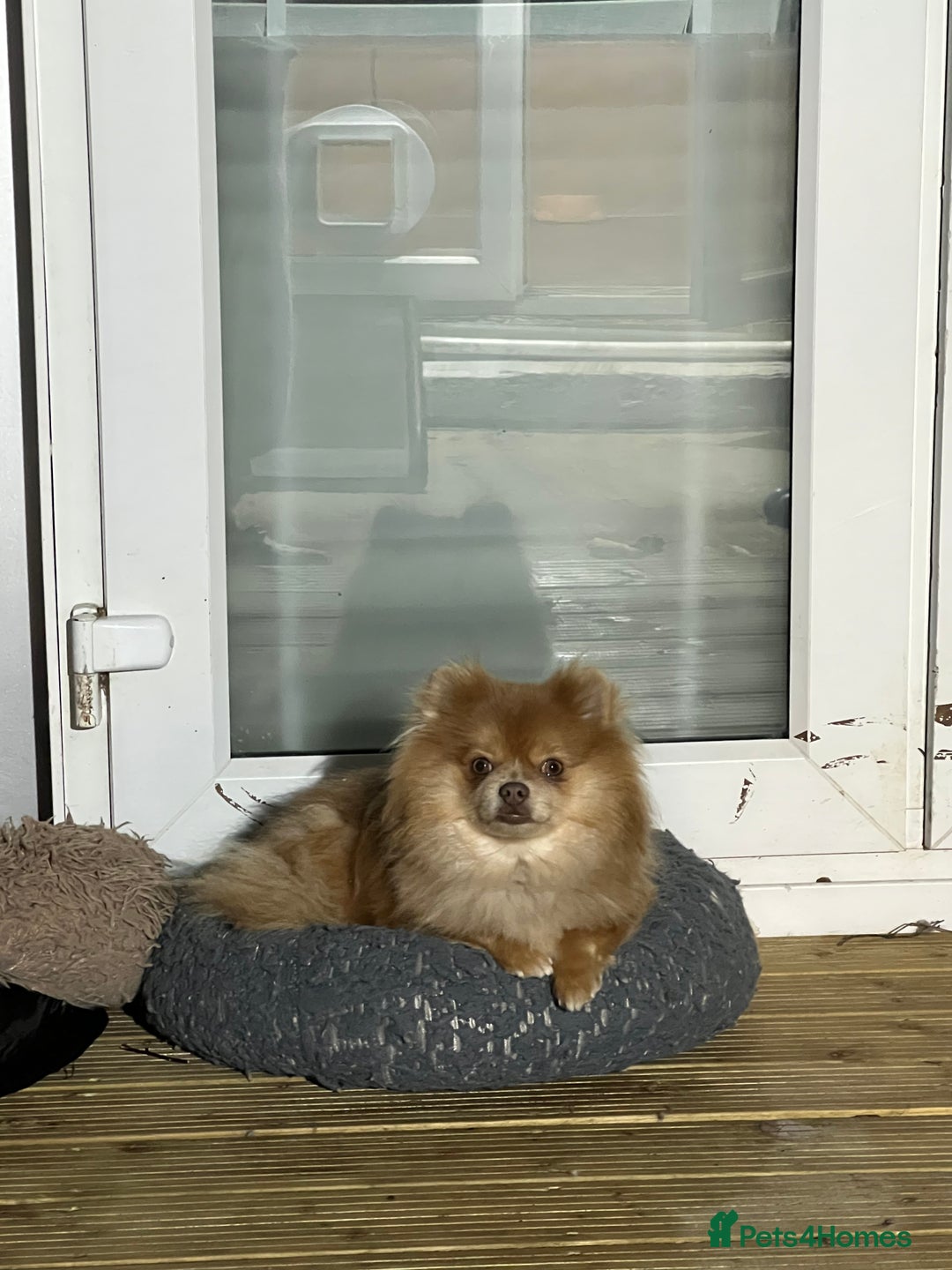 Pomeranian dogs for sale: Teddybear cuddly Retired spayed 1-2 years old  - Image 16