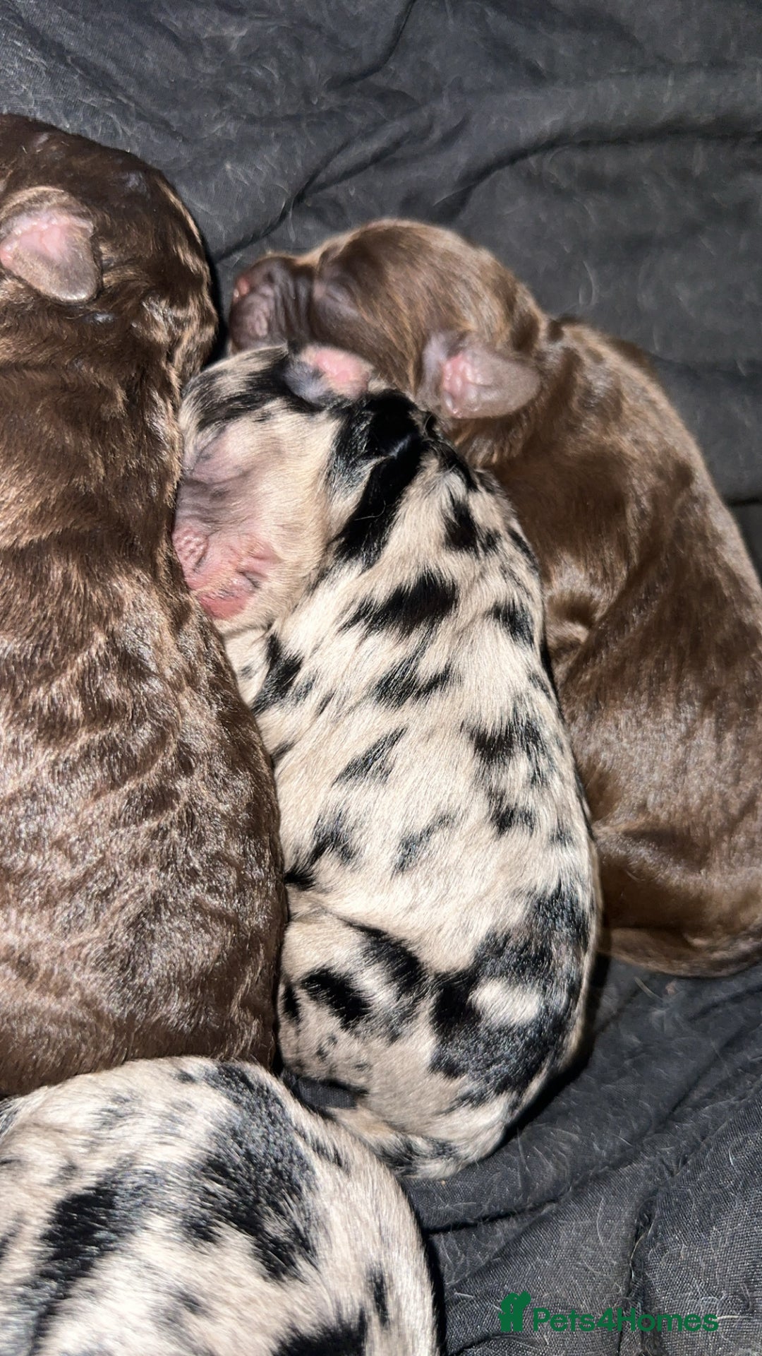 Cockapoo dogs for sale: 5 gorgeous cockapoos - Image 21