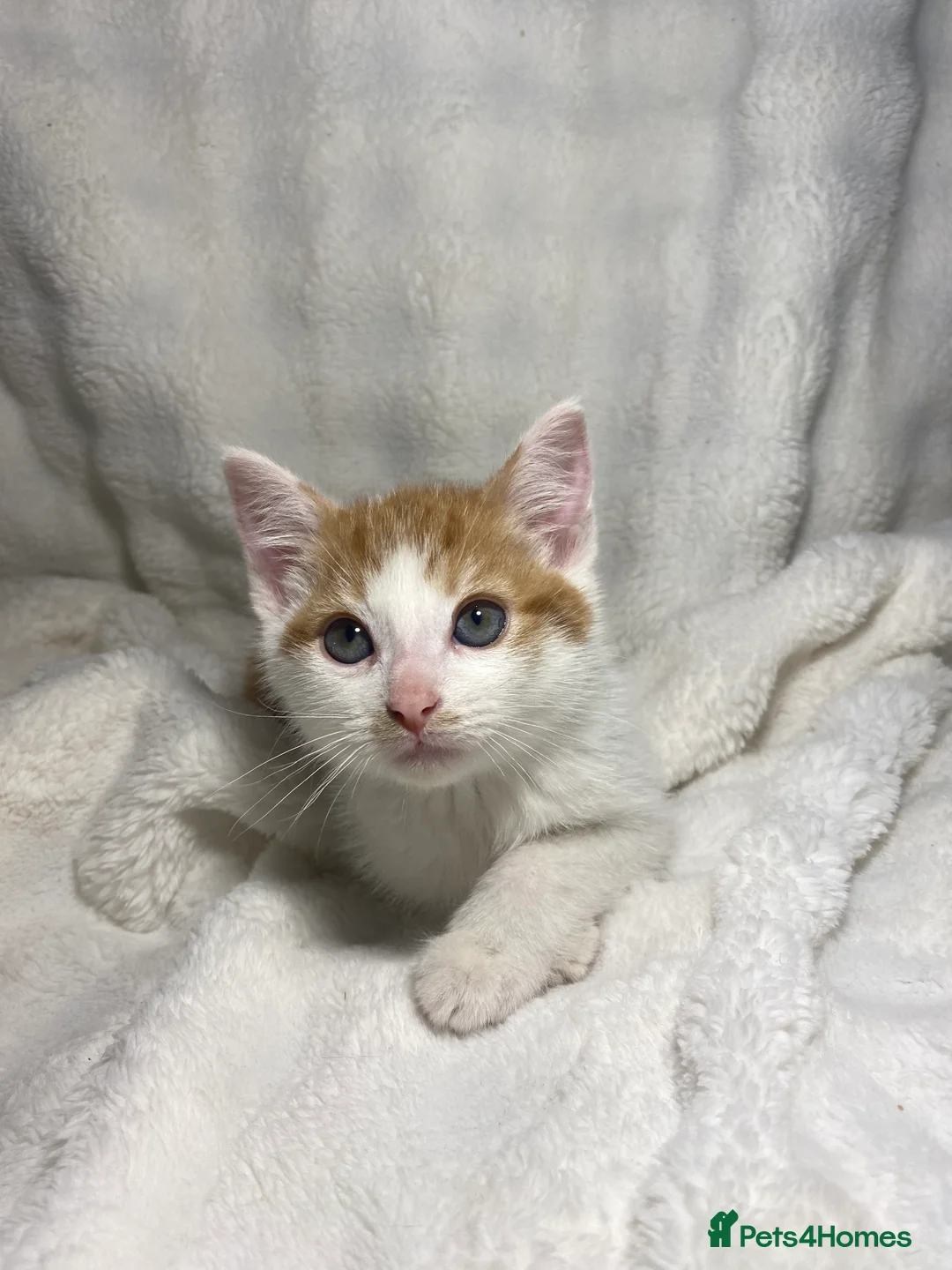 Mixed Breed cats for sale: 3 Adorable Male Kittens Ready For Their New Home🏡 - Advert 14