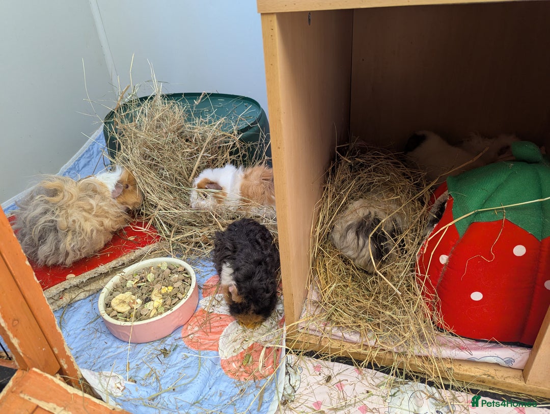 Guinea Pig rodents for sale: Baby boar Lunkarya guinea pigs - Image 6