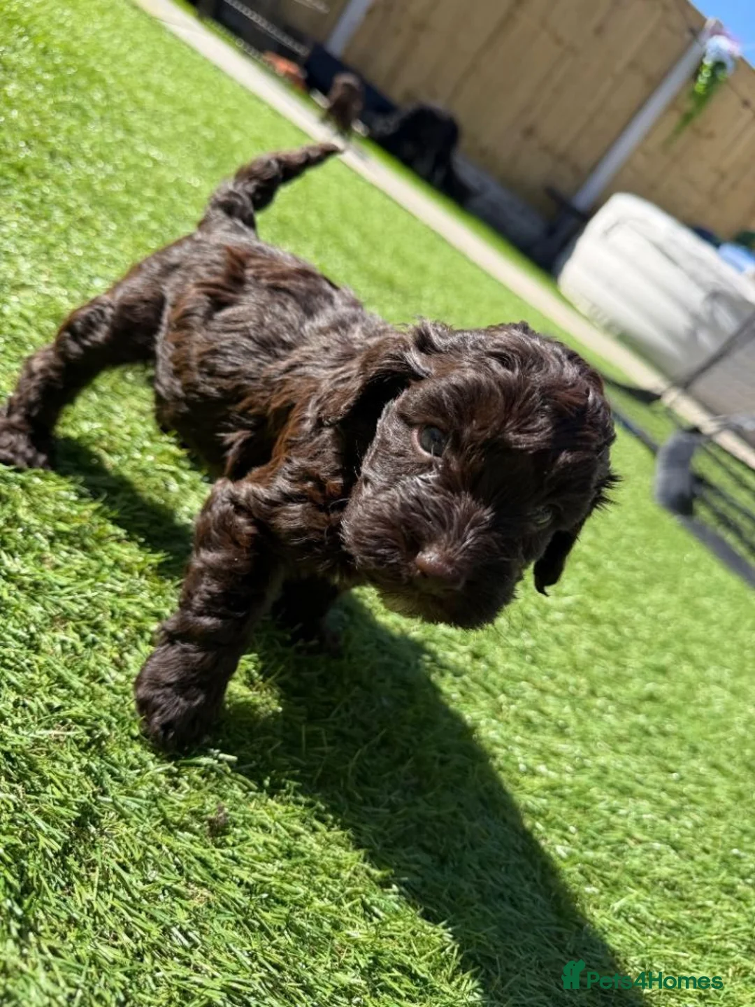 Cavapoo dogs for sale: F1 Cavapoo Puppies – 2 Boys & 3 Girls Available 🐾 in Omagh - Advert 2