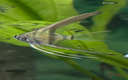 Angelfish fish for sale: Silver longfin pinoy angelfish.  - Image 2