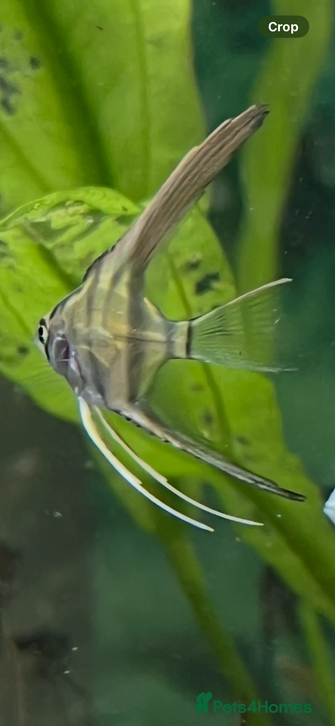 Angelfish fish for sale: Silver longfin pinoy angelfish.  - Advert 1
