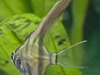 Angelfish fish Silver longfin pinoy angelfish. - Advert 6