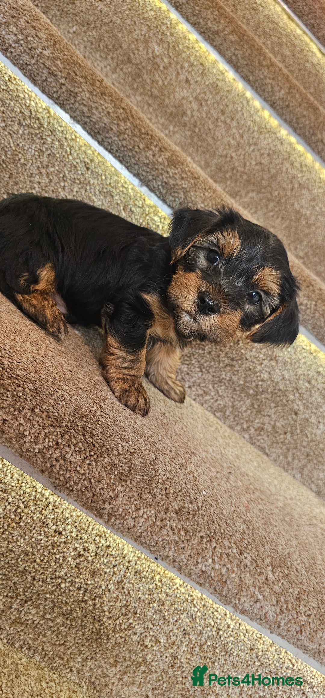 Yorkshire Terrier dogs for sale: Yorkshire Terrier puppies - Advert 34