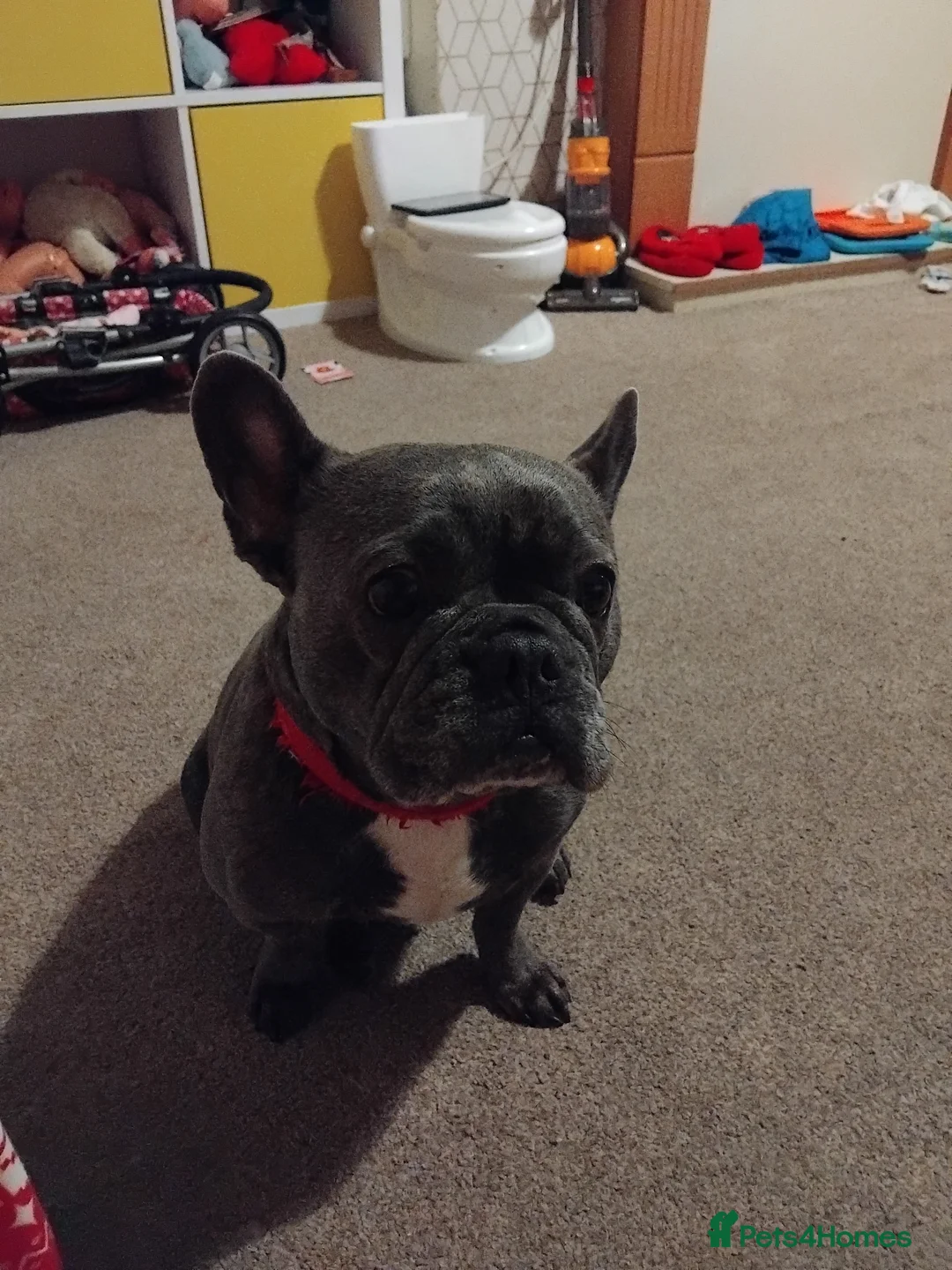 Mixed Breed dogs for sale: Two puppies for sale - Advert 1