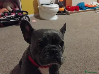 Mixed Breed dogs Two puppies for sale - Advert 10