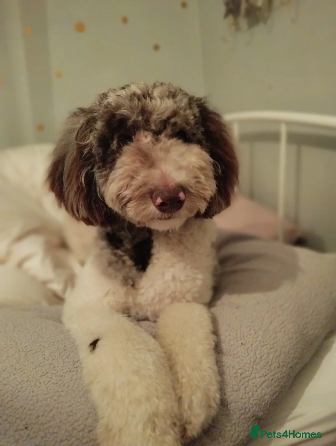 Goldendoodle dogs for stud: Monty, proven stud! Gorgeous F2bb Goldendoodle in Manchester - Advert 2