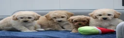 Cavapoochon dogs for sale: Cavapochon puppies for sale - Advert 1