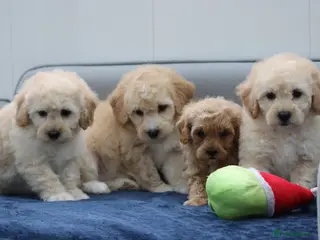 Cavapoochon dogs Cavapochon puppies for sale - Advert 3