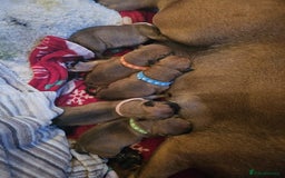 Staffordshire Bull Terrier dogs for sale: Staffordshire bull terrier (blu) - Image 2