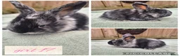Mini Lop rabbits for sale: Ready to be reserved - Advert 17