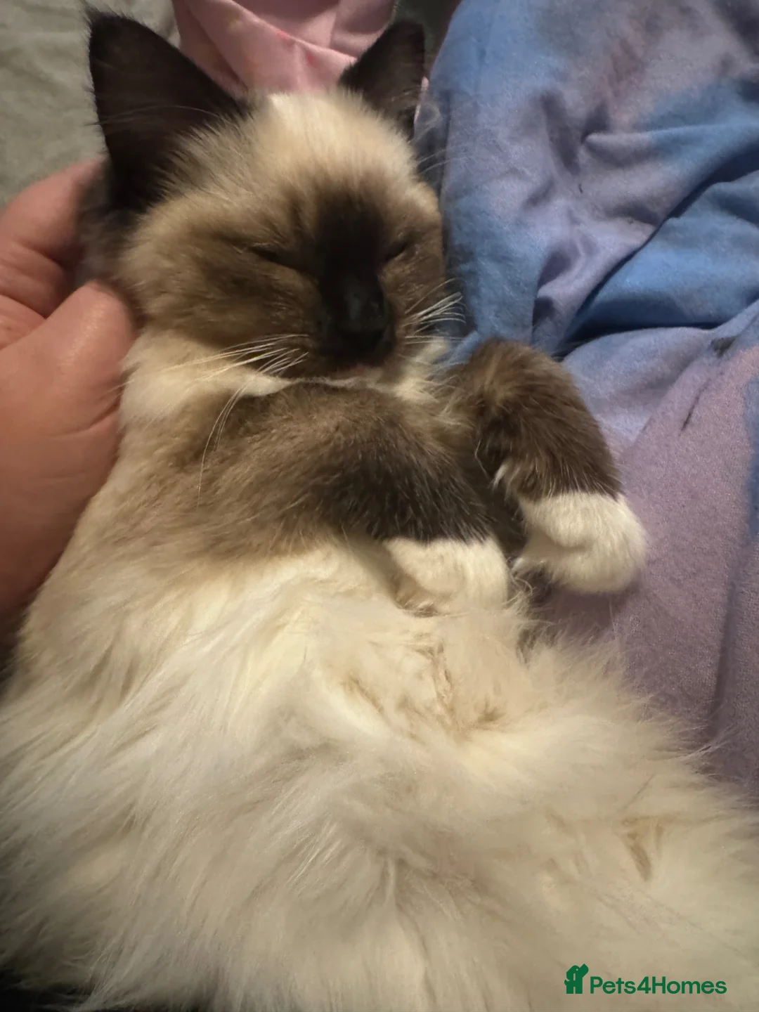 Ragdoll cats for sale: 2.5 year old ragdoll - Advert 3