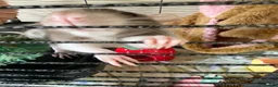 Rat rodents for sale: 4 Female Rats & Cage Full Setup in Nuneaton - Advert 9