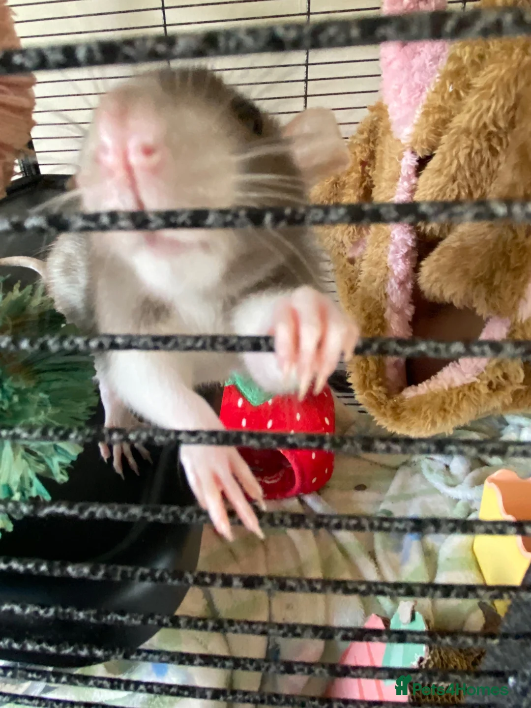 Rat rodents for sale: 4 Female Rats & Cage Full Setup in Nuneaton - Advert 9