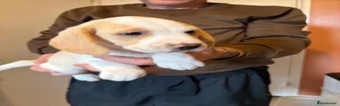 Beagle 5