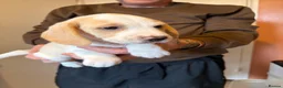 Beagle dogs for sale: 6 beagle puppies for sale in Witham - Advert 6