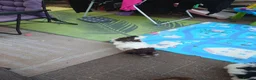 Havanese dogs for sale: 9,2 left!Purebred Havanese Full vaccinated,chipped - Advert 4