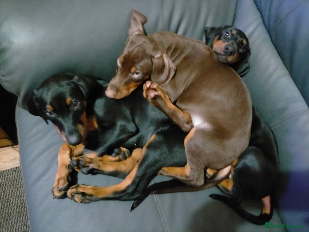 Dobermann dogs for sale: Dobermann puppies - Advert 14