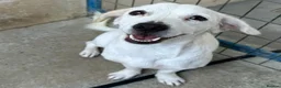 Mixed Breed dogs for adoption: Margot in Oxford - Advert 16