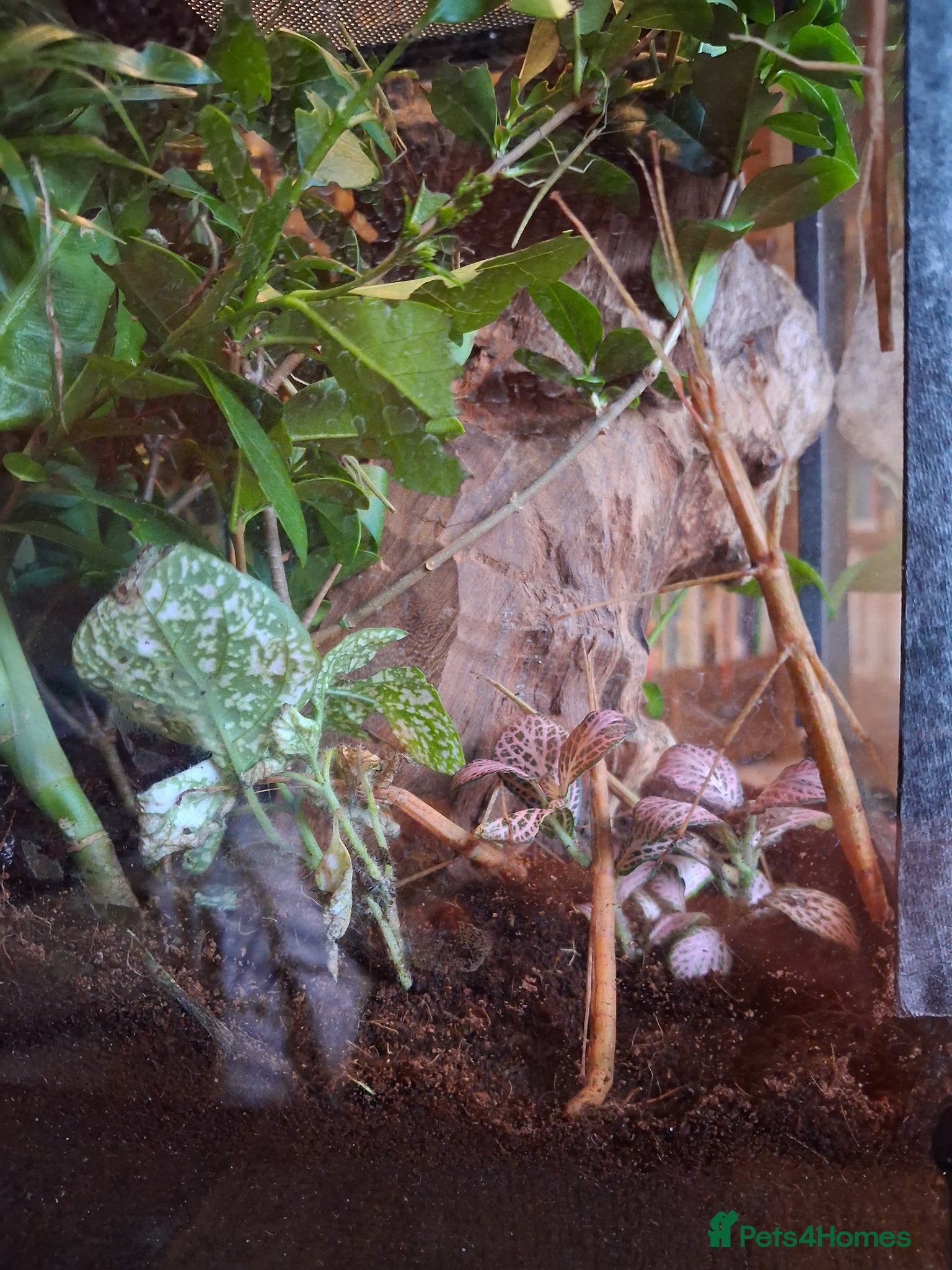 Stick Insects invertebrates Indian Stick Insect babies - Advert 14