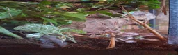 Stick Insects invertebrates for sale: Indian Stick Insect babies in Newcastle upon Tyne - Advert 1