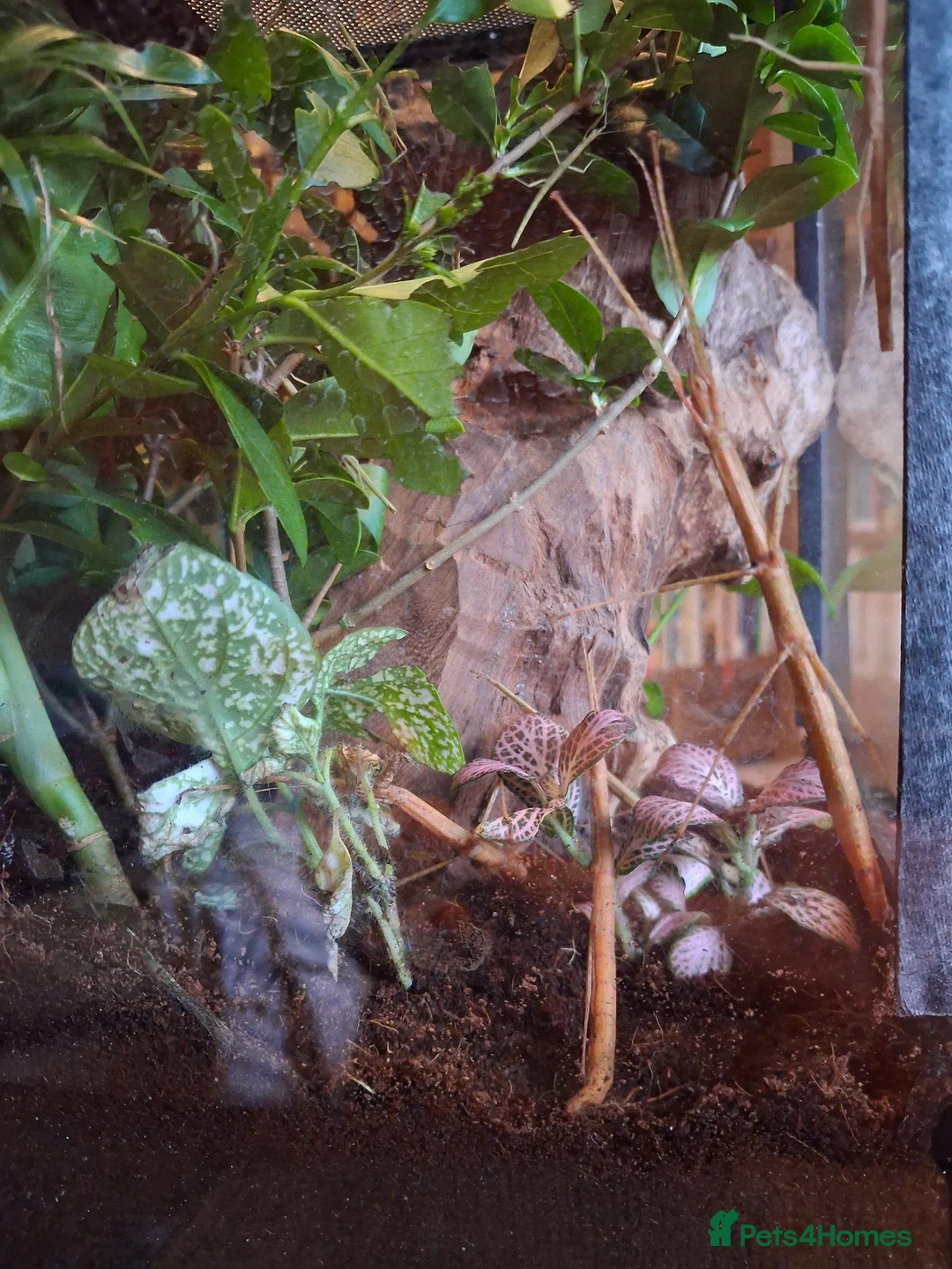 Stick Insects invertebrates for sale: Indian Stick Insect babies in Newcastle upon Tyne - Advert 1