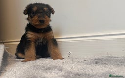 Airedale Terrier dogs for sale: Champion Coralita Airedale puppies  - Image 14