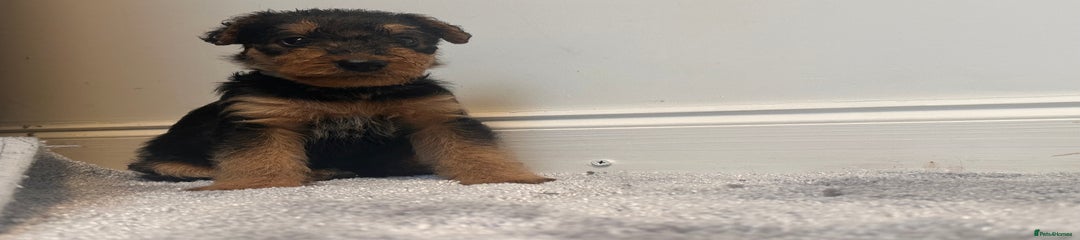 Airedale Terrier Puppy 4