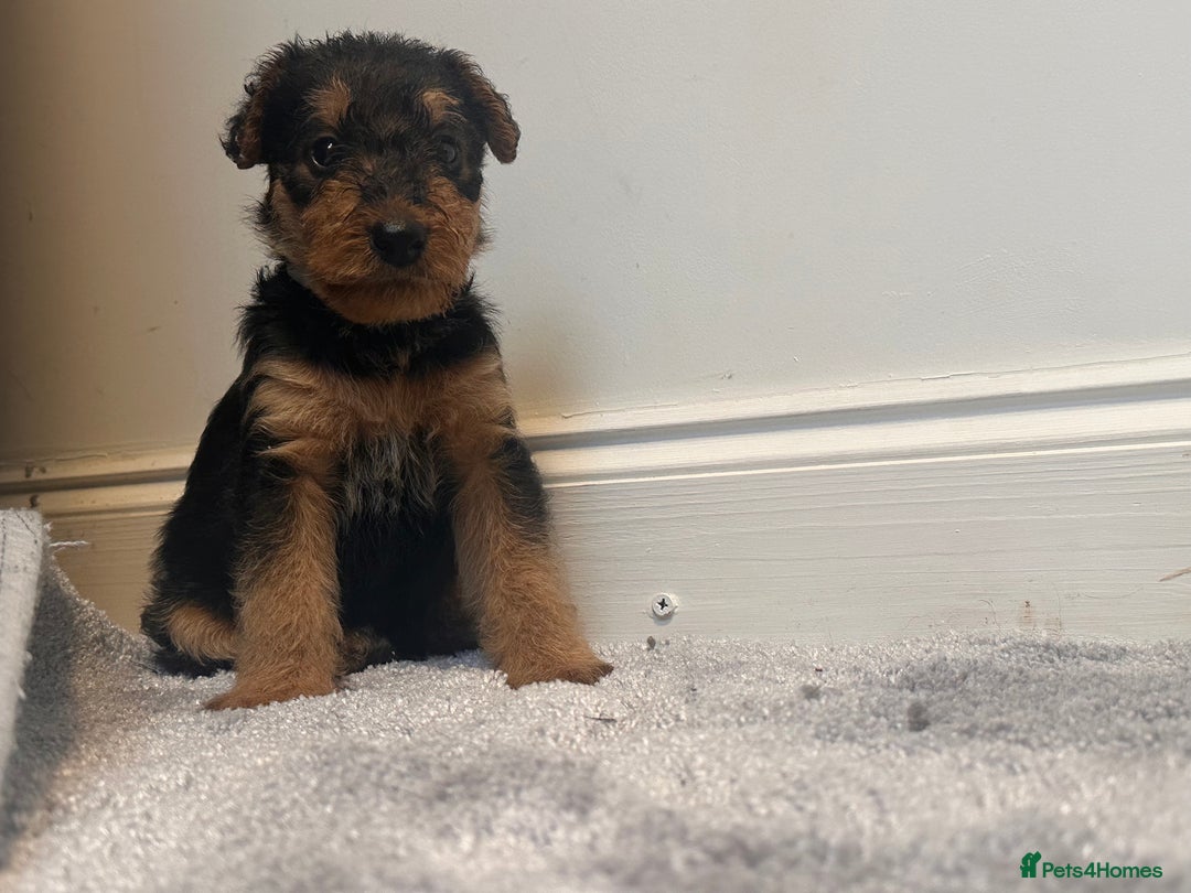 Airedale Terrier dogs for sale: Champion Coralita Airedale puppies  - Image 14