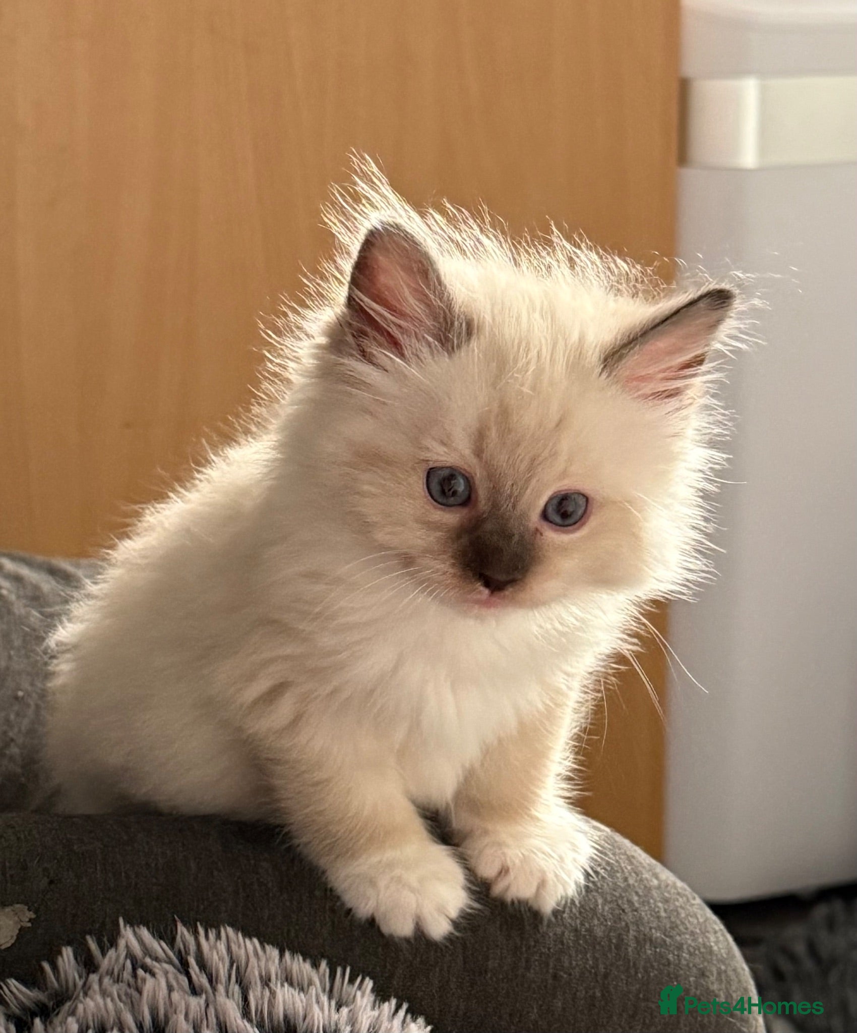 Ragdoll cats XL Long hair Ragdoll kittens. Used to dogs.  - Advert 2