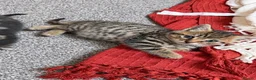 Mixed Breed cats for sale: 2 female kittens 🐾🤎 - Advert 4