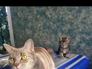 Mixed Breed cats Kittens - Advert 20