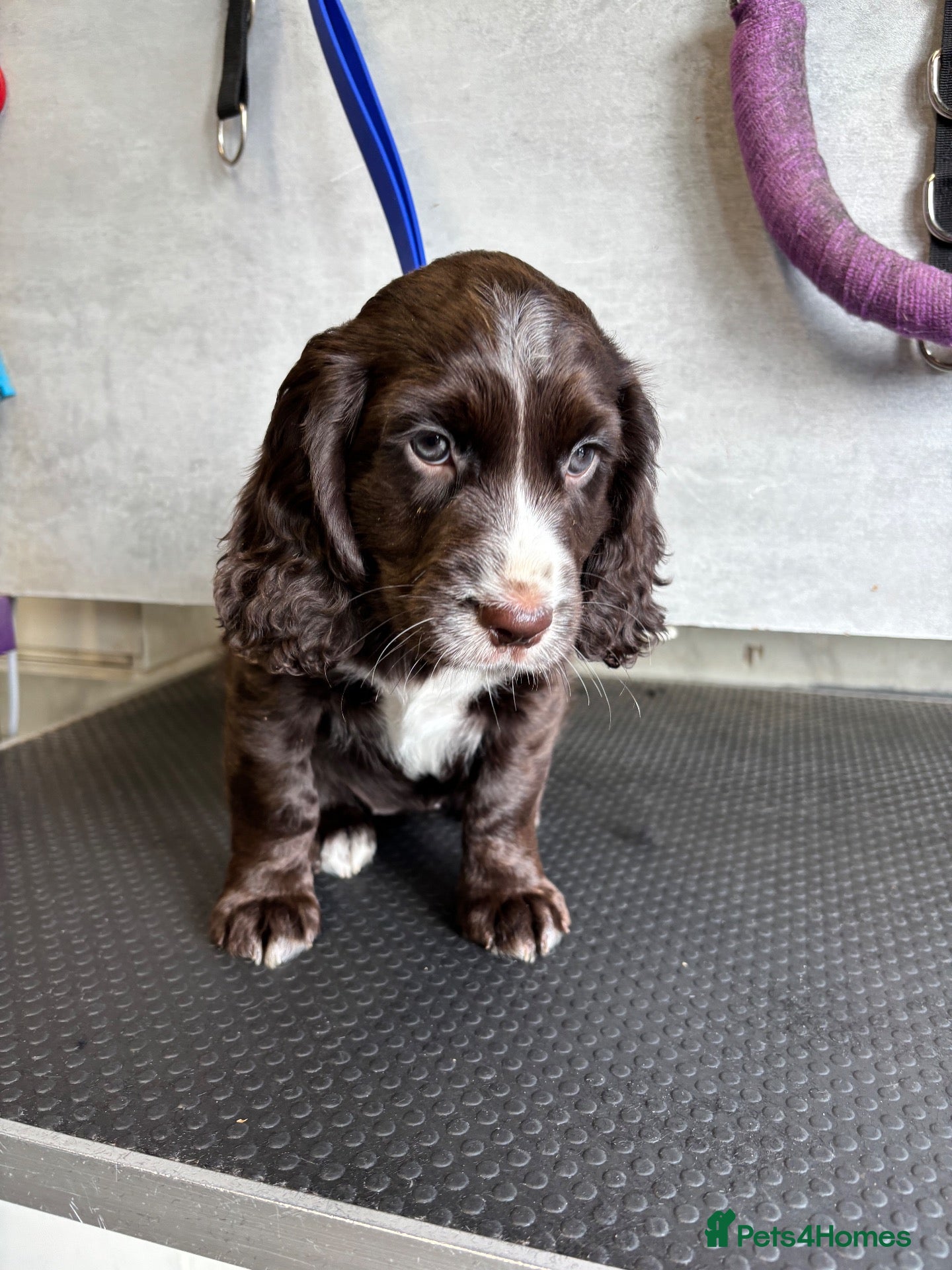 Cocker Spaniel dogs Kc working type cocker spaniels  - Advert 1