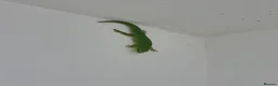 Gecko reptiles for sale: Phelsuma grandis gecko  in Southampton - Advert 3