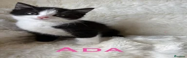 Ada