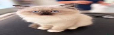 Ragdoll 4