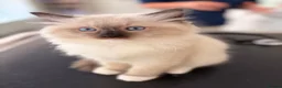 Ragdoll cats for sale: Last remaining Female Ragdoll GCCF Kitten - Advert 29