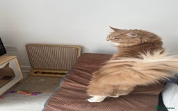 Maine Coon cats for sale: Ginger Maincoon Male for rehome - Image 3