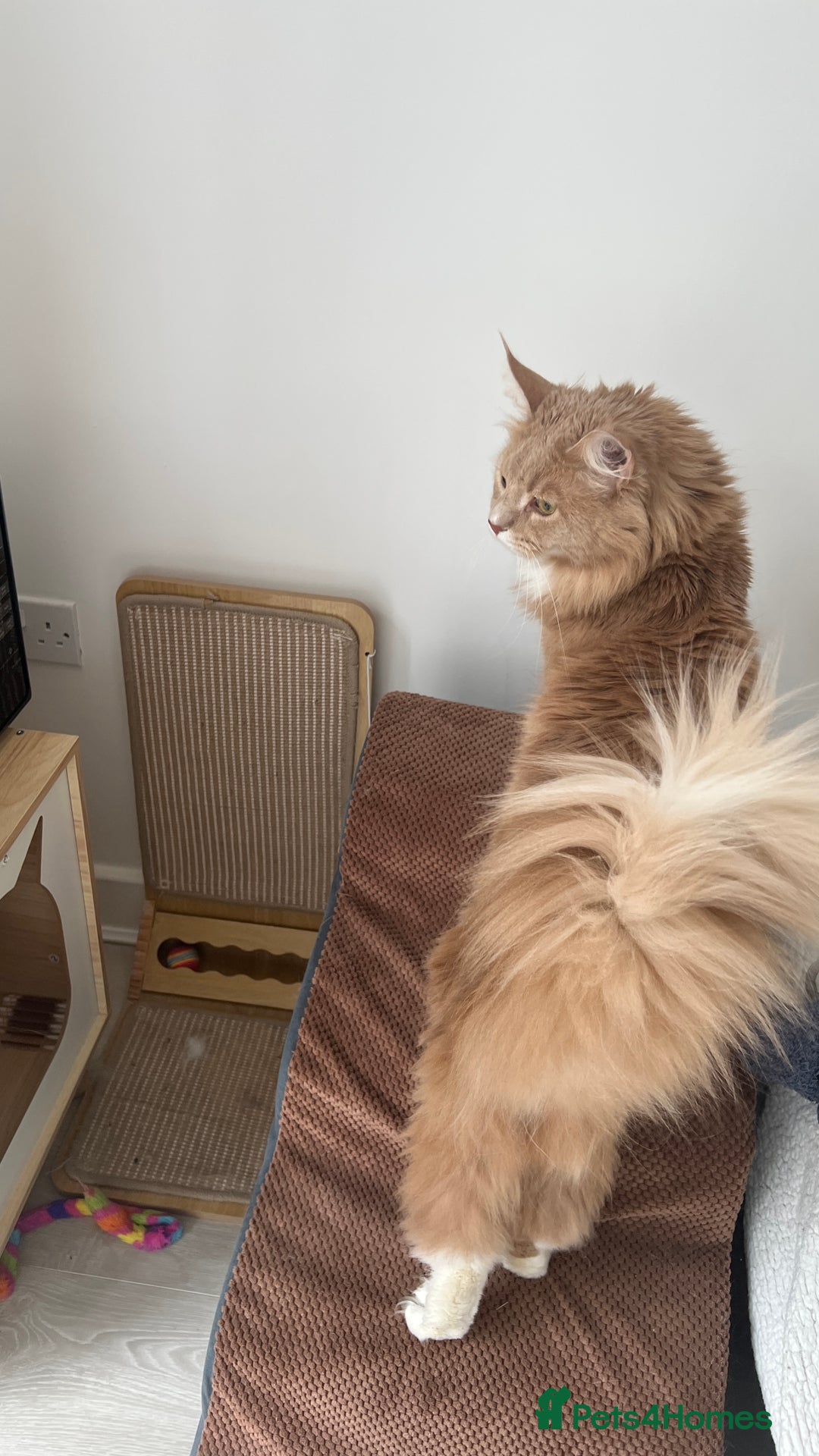 Maine Coon cats for sale: Ginger Maincoon Male for rehome - Image 3