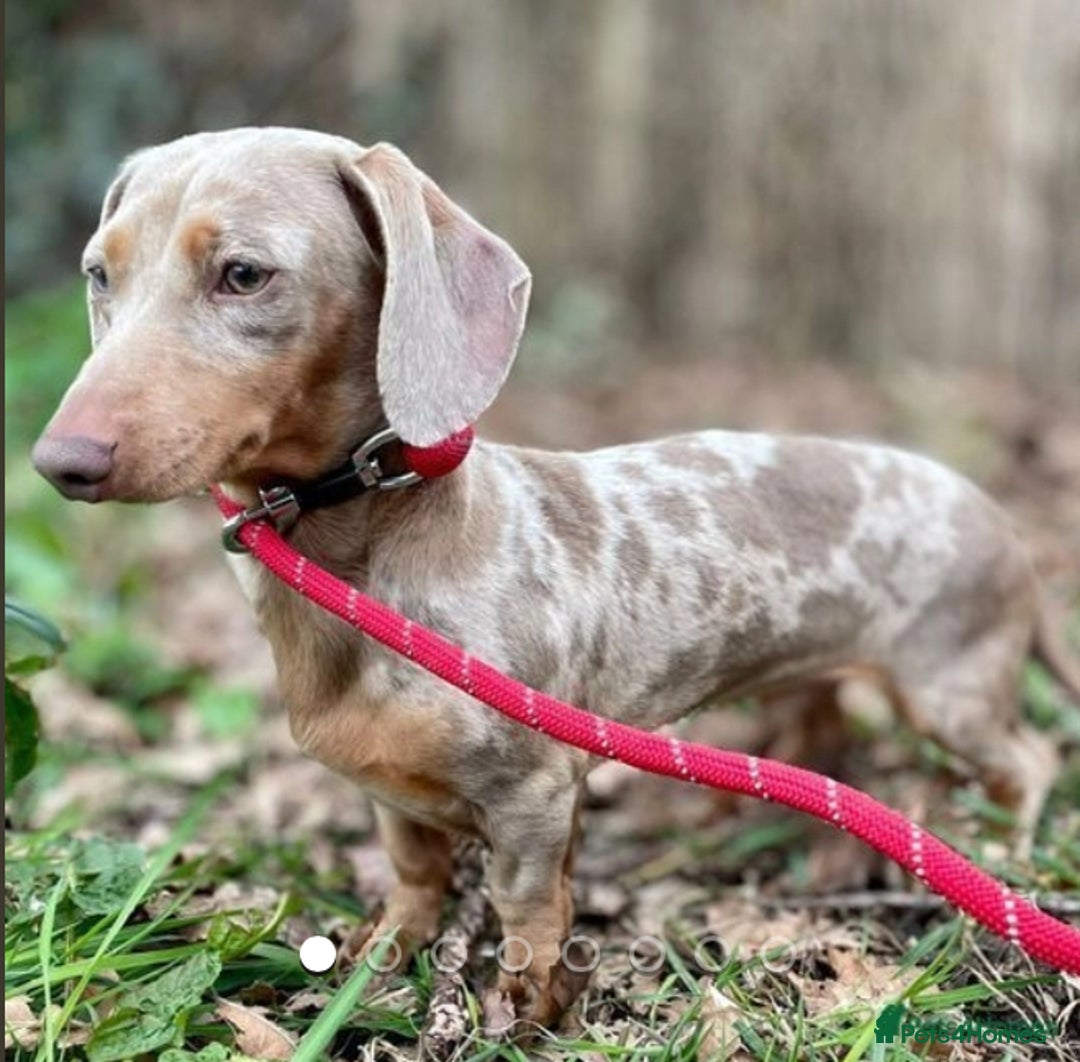 Miniature Dachshund dogs for sale: True miniature smooth coat dachshund puppies  - Image 16