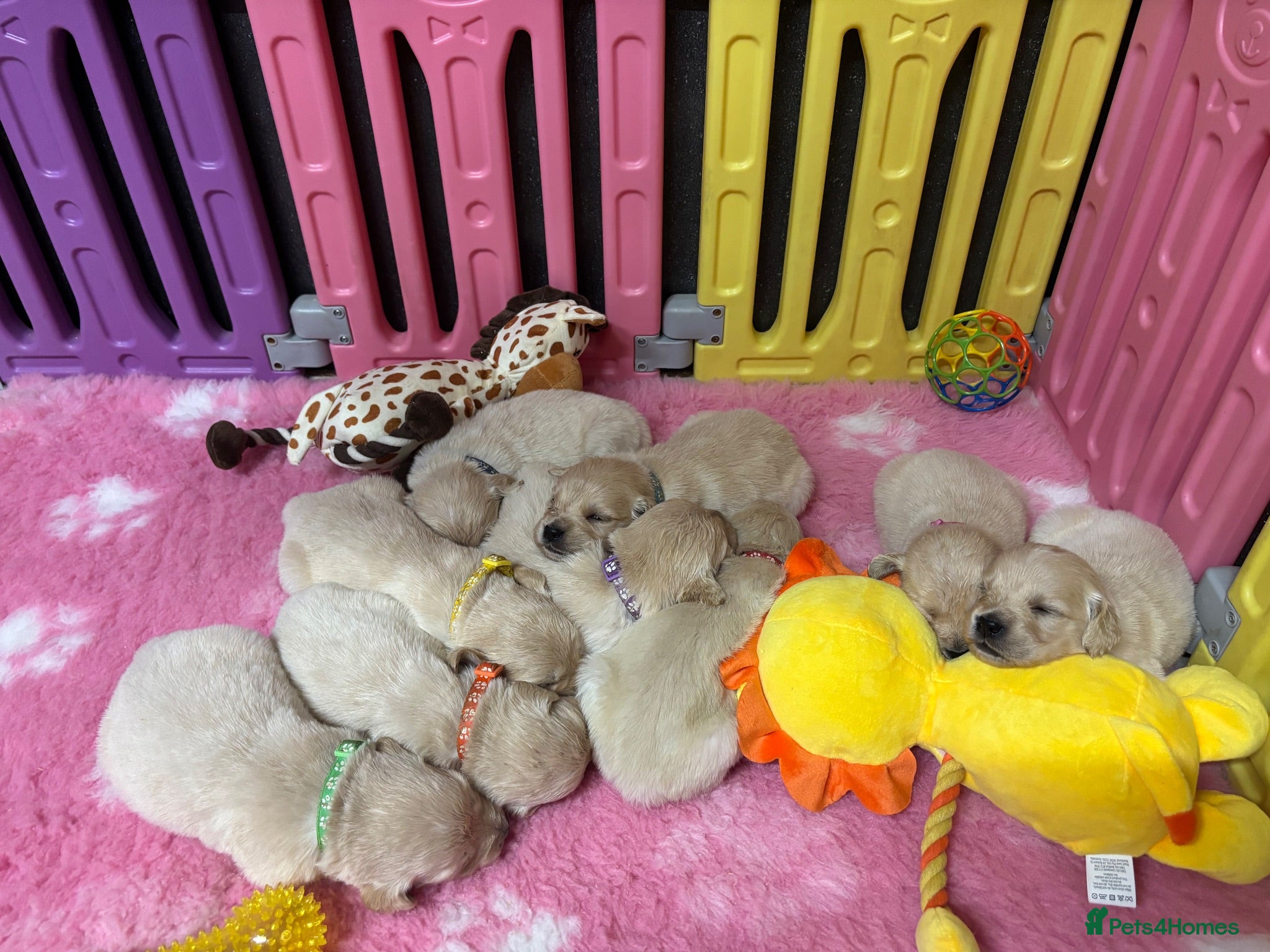 Golden Retriever dogs Beautiful Kc registered Golden Retriever puppies  - Advert 1