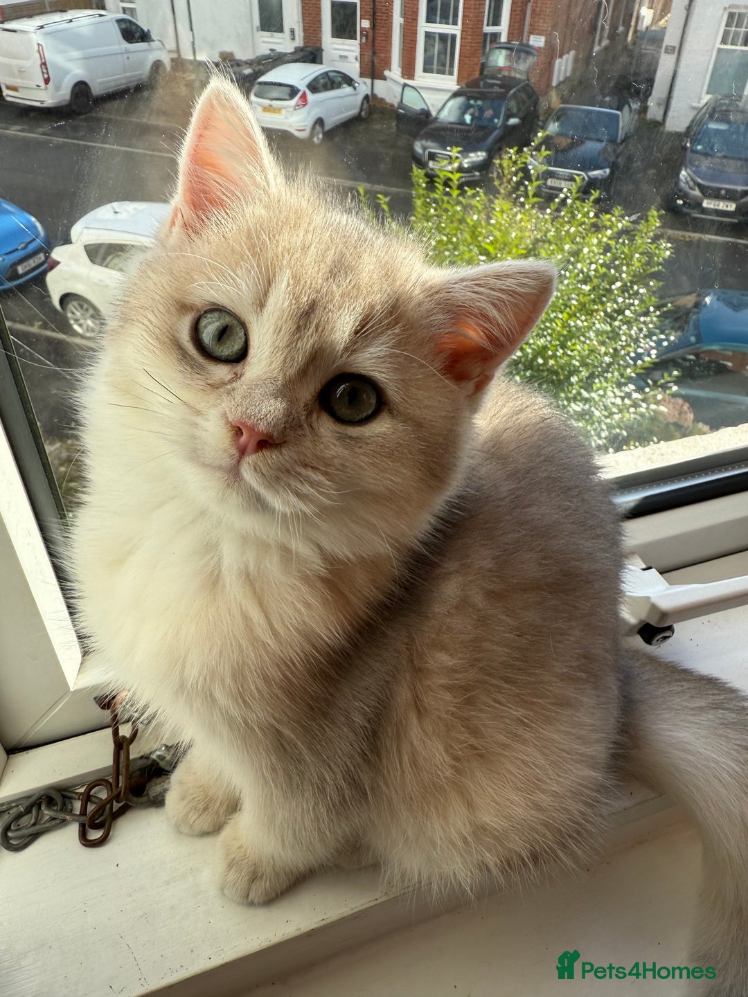 British Shorthair cats for sale: Ready now golden BSH - Image 8