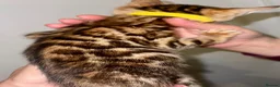 Bengal cats for sale: Top quality bengals kittens available now in Watford - Advert 11