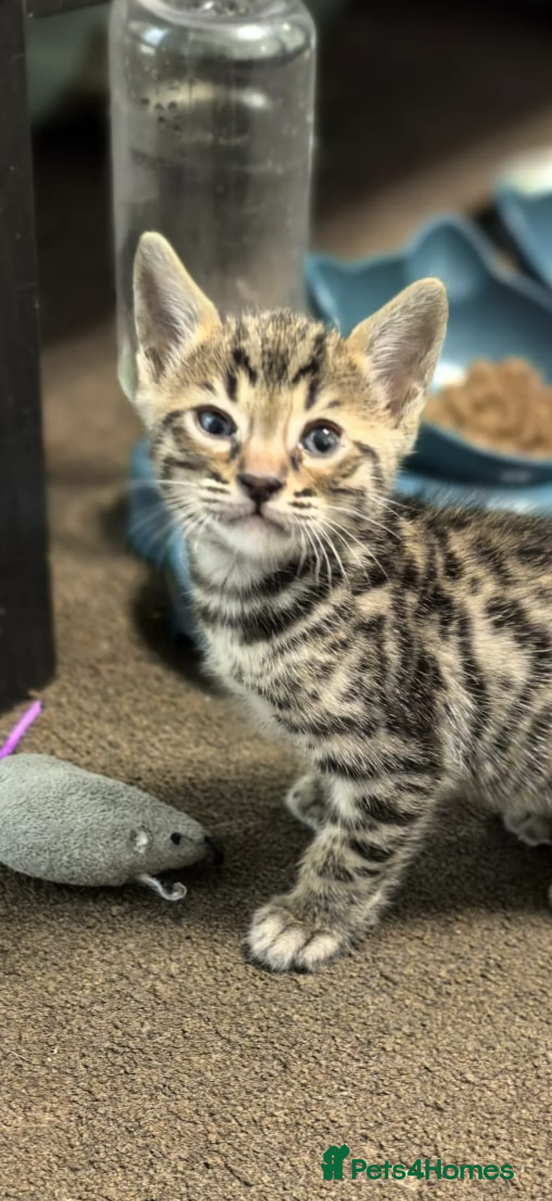 Bengal cats for sale: 8 weeks old full bengal kitten  in Erith - Advert 2