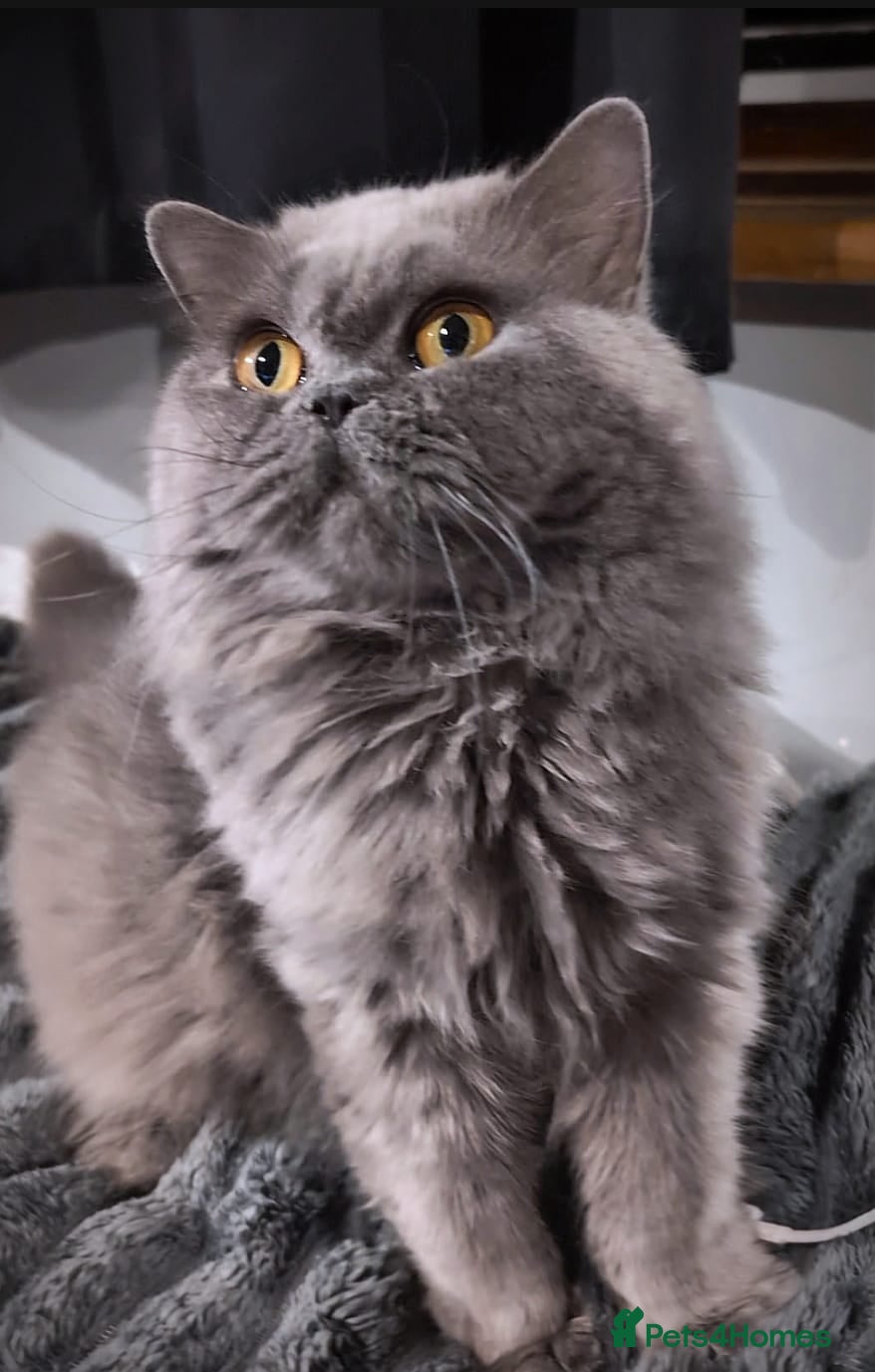 British Shorthair cats 🌸 GCCF & TICA ACTIVE 🌸 BSH 🌸 - Advert 11