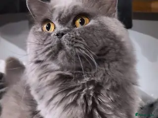 British Shorthair cats 🌸 GCCF & TICA ACTIVE 🌸 BSH 🌸 - Advert 11