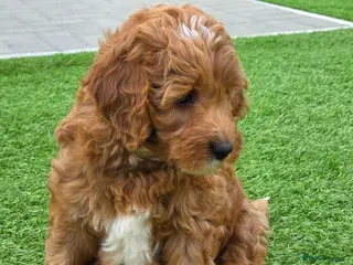 Mini Goldendoodle dogs LAST 2 BOYS Red & white F1b miniature goldendoodle - Advert 3