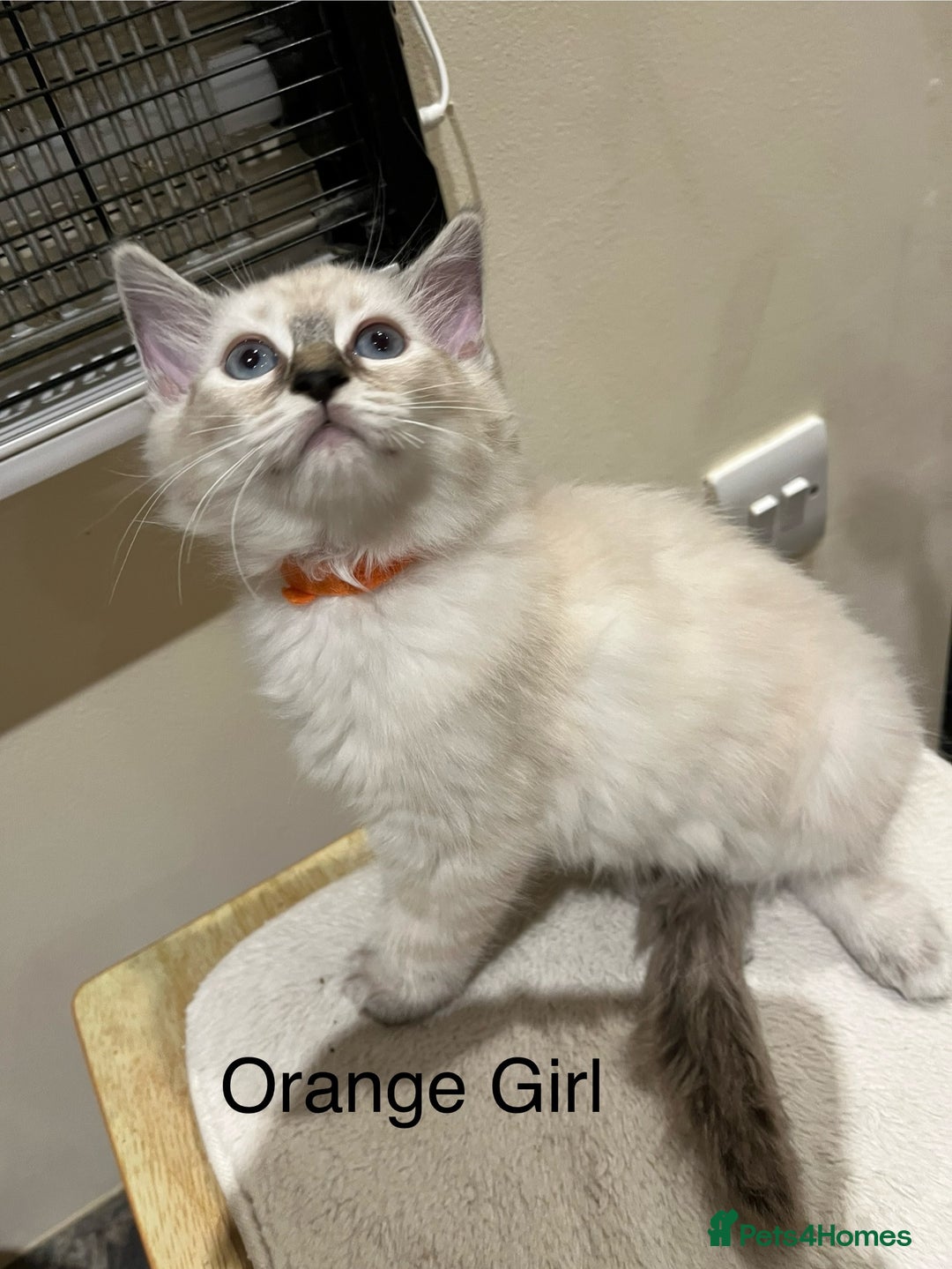 Ragdoll cats for sale: ❗️Charming Pure Ragdoll Kittens waiting love ❤️❗️ - Advert 34